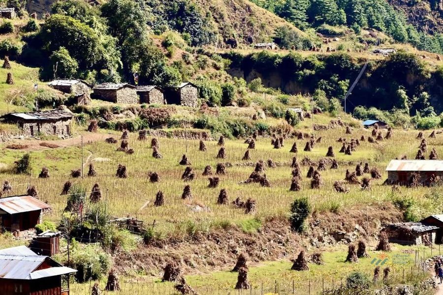 Beautiful Manaslu Deng Village agriculture fields